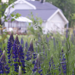 Bild på invasiv främmande växt blomsterlupiner med lilla blommor.