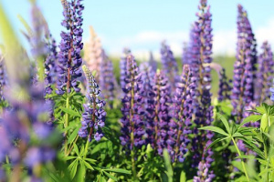 Bild på lilla blommor.