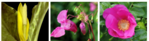 Bild på en gul blomma och två rosa blommor.