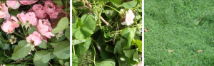 Rosa rosor, löv och gräs.