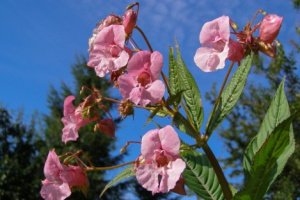 Bild på rosa blommor.