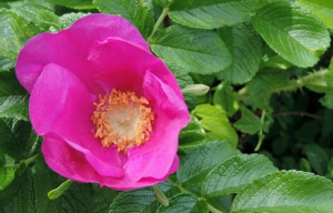 Bild på en rosa ros.
