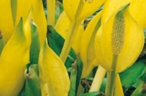 Bild på gula blommor.