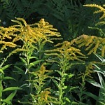 Kanadensiskt gullris